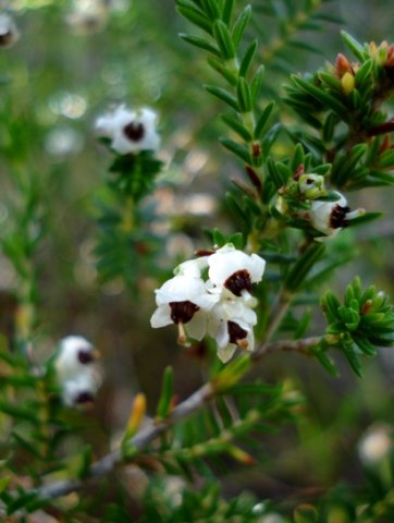 Erica calycina
